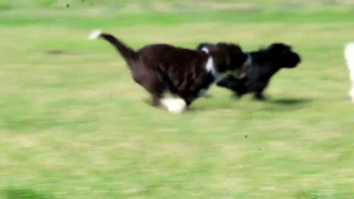 Portuguese Water Dog Puppies For Sale Dave & Rose ...