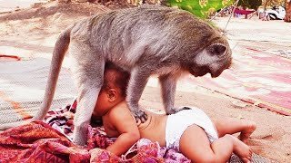 Animales lindos y divertidos trolling Los bebés fallan momentos