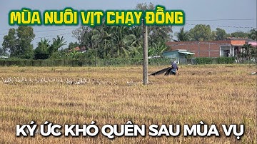 Nuôi Vịt Chạy Đồng - Hình Ảnh Thân Quen Sau Mùa Vụ Cuối Năm.