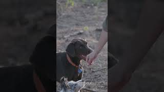 Why Is Your Dog Howling?  Explained!🐺🐶