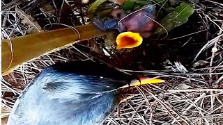 bird Great myna brings food to feed the crippled baby on the nest#birds