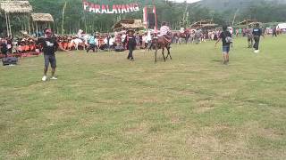 Pembukaan Wisata Paralayang Lampeji Mumbulsari Kabupaten Pembukaan Wisata Paralayang Lampeji Mumbulsari Kabupaten