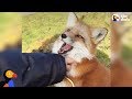 Rescued Fox Makes Friends With Everyone She Meets | The Dodo