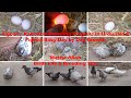 Pigeon / Kabootar Breeding Progress in Urdu/Hindi | Pigeon Baby Day by Day Growth | Masha Allah
