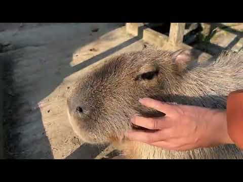 【LIVE】カピバラの名前クイズ