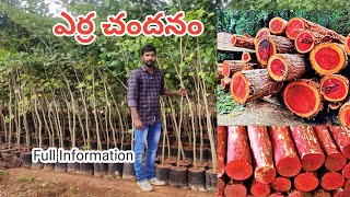 ఎర్ర చందనం మొక్కలు | Red Sandale Plants In Telugu | Red Sandale Wood Full Information | KadiyamAbbai