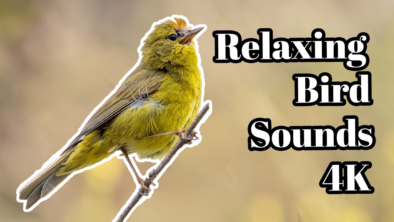San Diego Birds Singing | 5 Minutes of Pure Nature Sounds 🐦 No