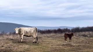 Viața la țară! Sfărmat de porumb și o cireadă de vaci by CRANews 192 views 3 months ago 4 minutes, 17 seconds