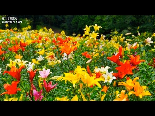 Hd ところざわのゆり園 埼玉県 所沢市 Lily Garden In Tokorozawa 花の名所案内flowers Garden Youtube