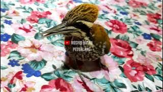 PELATUK BAWANG JARI 4 GACOR JINAK | PELATUK BAWANG BETINA | PELATUK TUNGGIR EMAS | PELATUK BESI