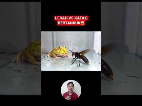 Video: Biawak bertanduk seperti katak