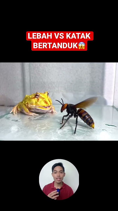 LEBAH VS KATAK BERTANDUK‼️😱 #shorts #hewan