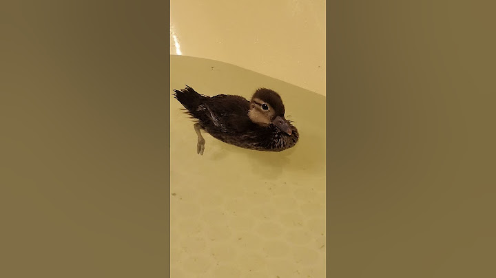 Woman Saves Mandarin Ducklings