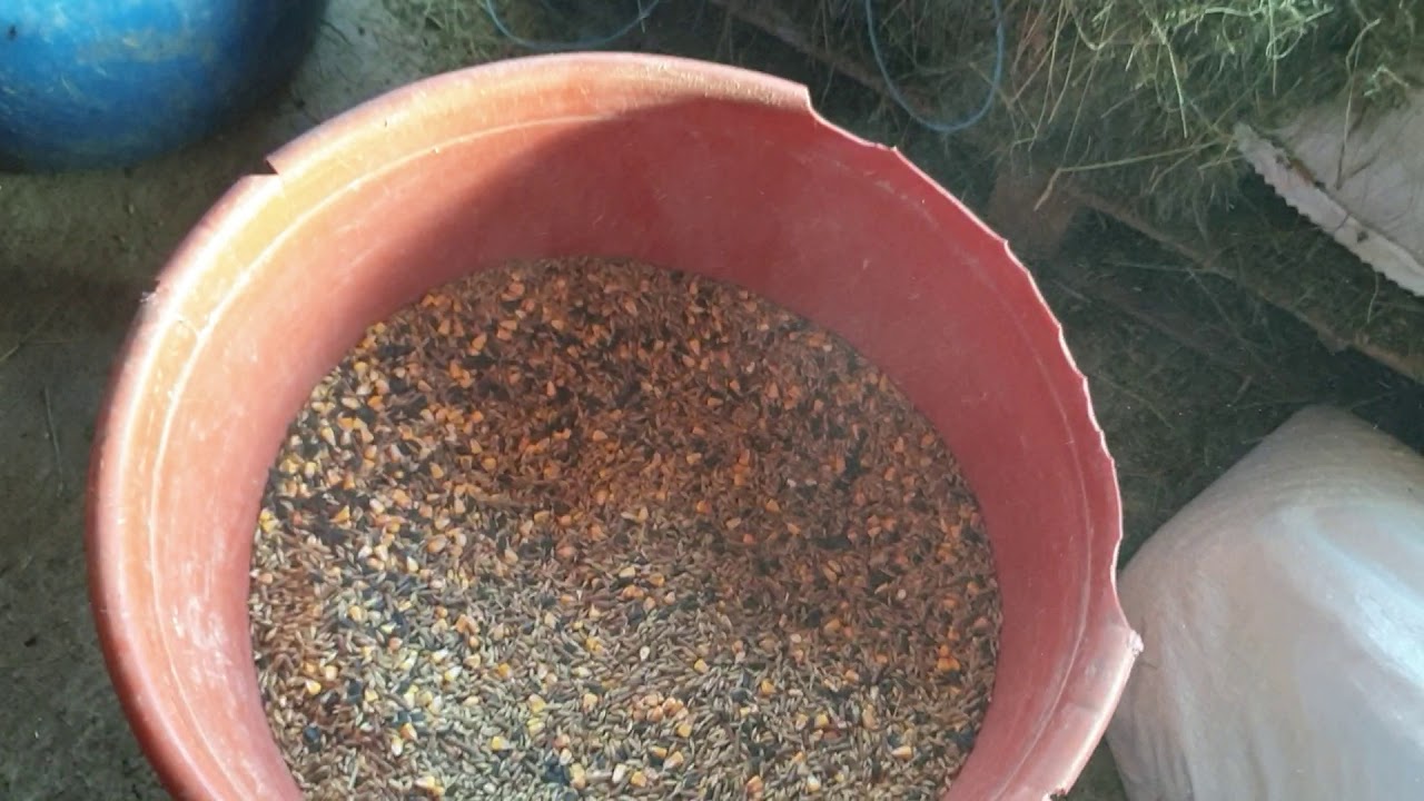 MANCARE IEPURI RETETA COMPLETA CU DETALII