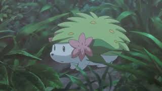 Shaymin's Cute Moments (reuploaded/re-edited)
