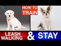 How to Train Your Puppy Leash Walking & Stay! How to Train Your Puppy Leash Walking & Stay!