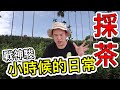 戰神駿回到家鄉的日常～高手在名間採茶【阿北出市啦】