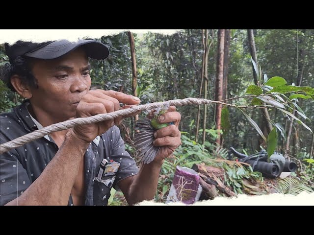 BERBURU BURUNG CUCAK IJO MIKAT DI MUSIM HUJAN BIKIN GREGET class=