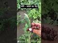 तोरी करेले का पेड़ #karela