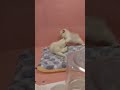 Playing Kittens
