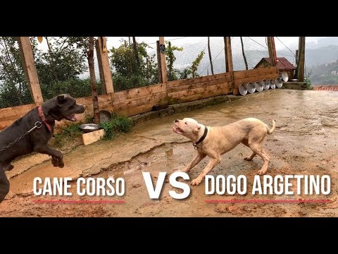CANE CORSO VS DOGO ARGENTİNO  Escobar boçiyle fingirdeşdiği için narkozla hasım oldu :))