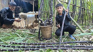 Download Lagu Nam bought black sugarcane to chop into small pieces to sell, and bought chicken to eat with Mun MP3