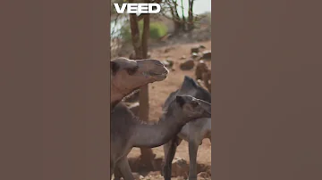What S REALLY Causing Camel Chaos In The Desert 