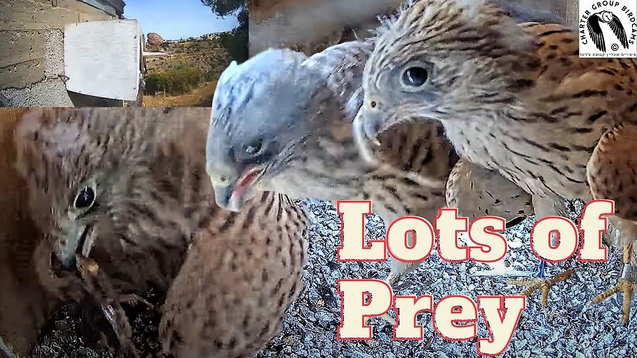 Lesser kestrel nestlings get 2 prey in less than two minutes. - YouTube
