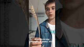 Menino que lê a alma e aura fala do trigo, do agroglifo de Ipuaçu, em 2024