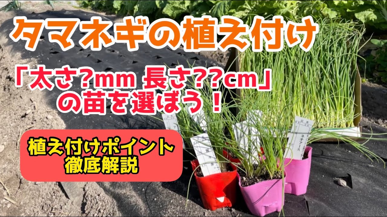 野菜】タマネギの植え付け方法を解説します！ - YouTube