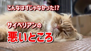 [An owner's confession] What he regrets about owning a Siberian cat in Japan