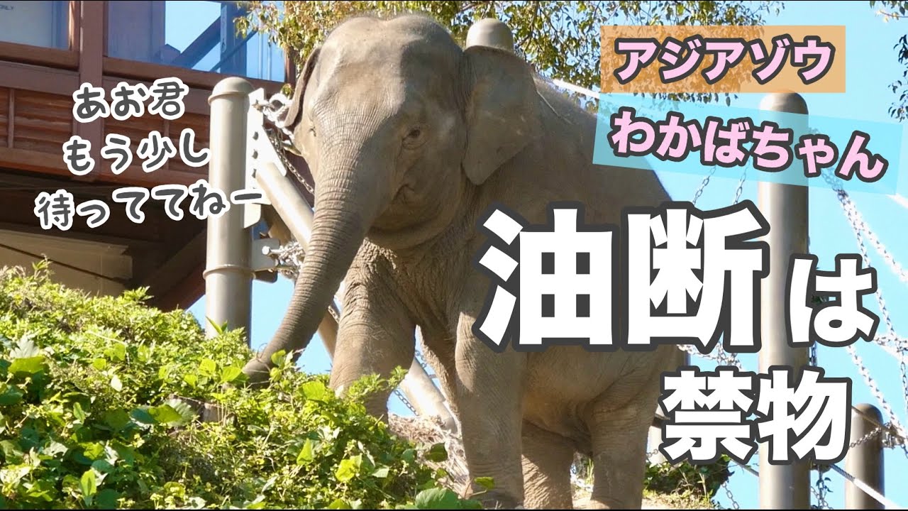 【わかばちゃん大慌て‼️】ママに先を越されて💦あお君のところへ猛ダッシュ💨