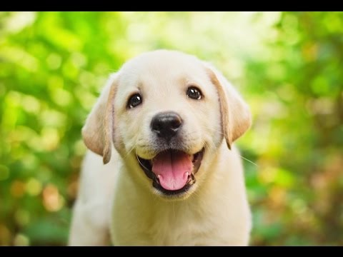 facts about lab dogs