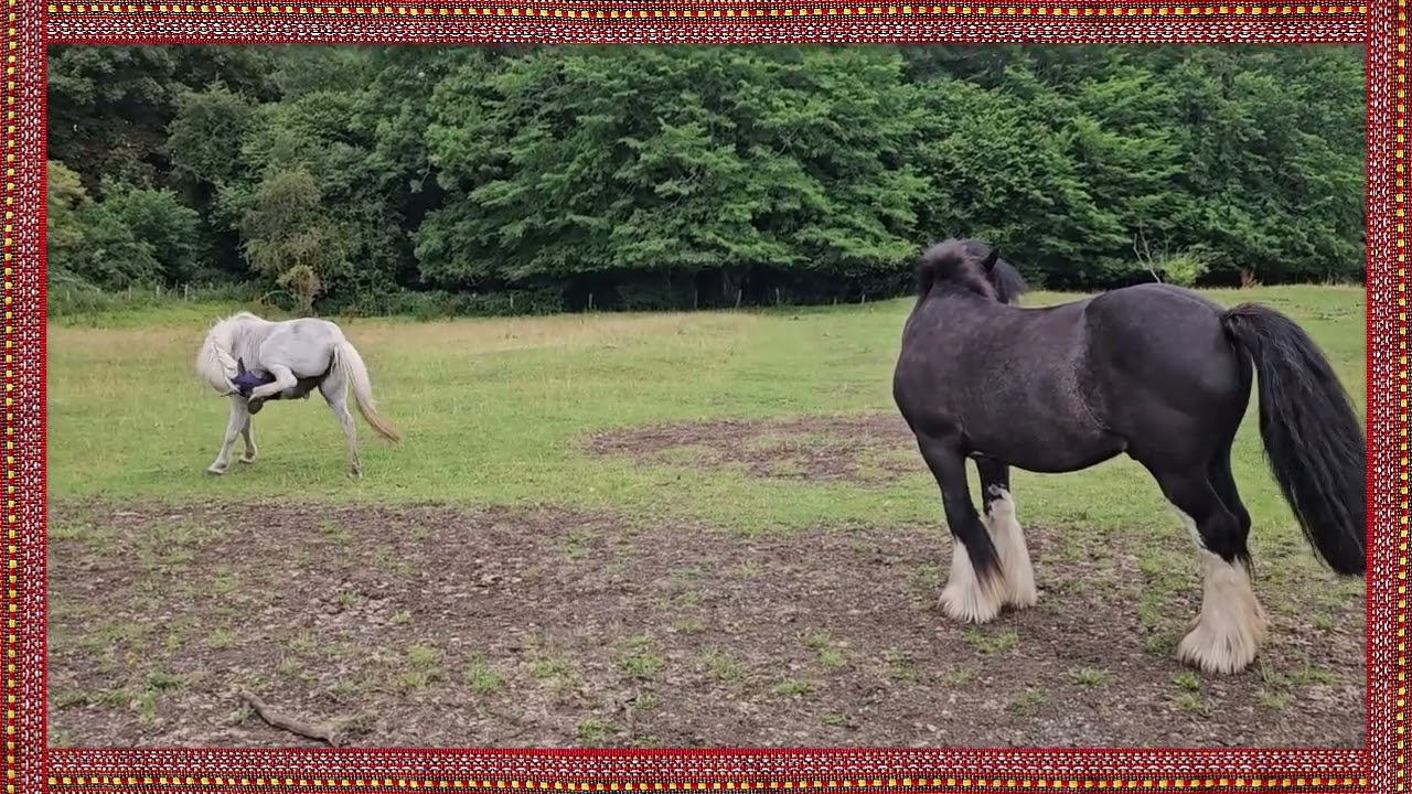 Bringing Tunes Home - Pascui Calul - Romanian Folk Dance