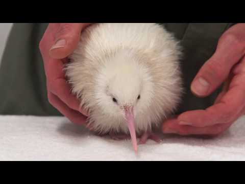 Βίντεο: Rare White Kiwi Γεννήθηκε στη Νέα Ζηλανδία