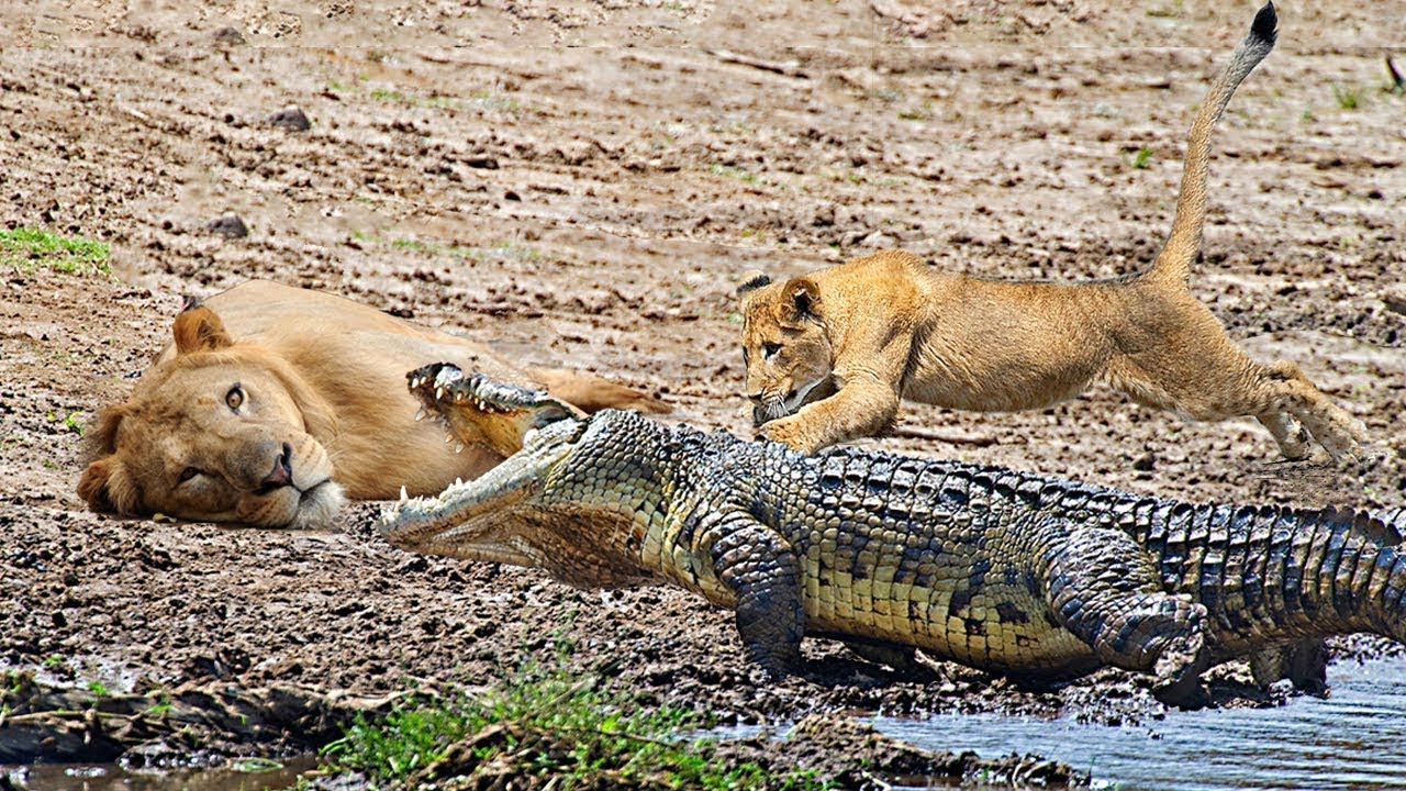 Битвы диких животных видео. Нильский крокодил и Лев. Гребнистый крокодил против тигра. Гребнистый крокодил против бегемота.