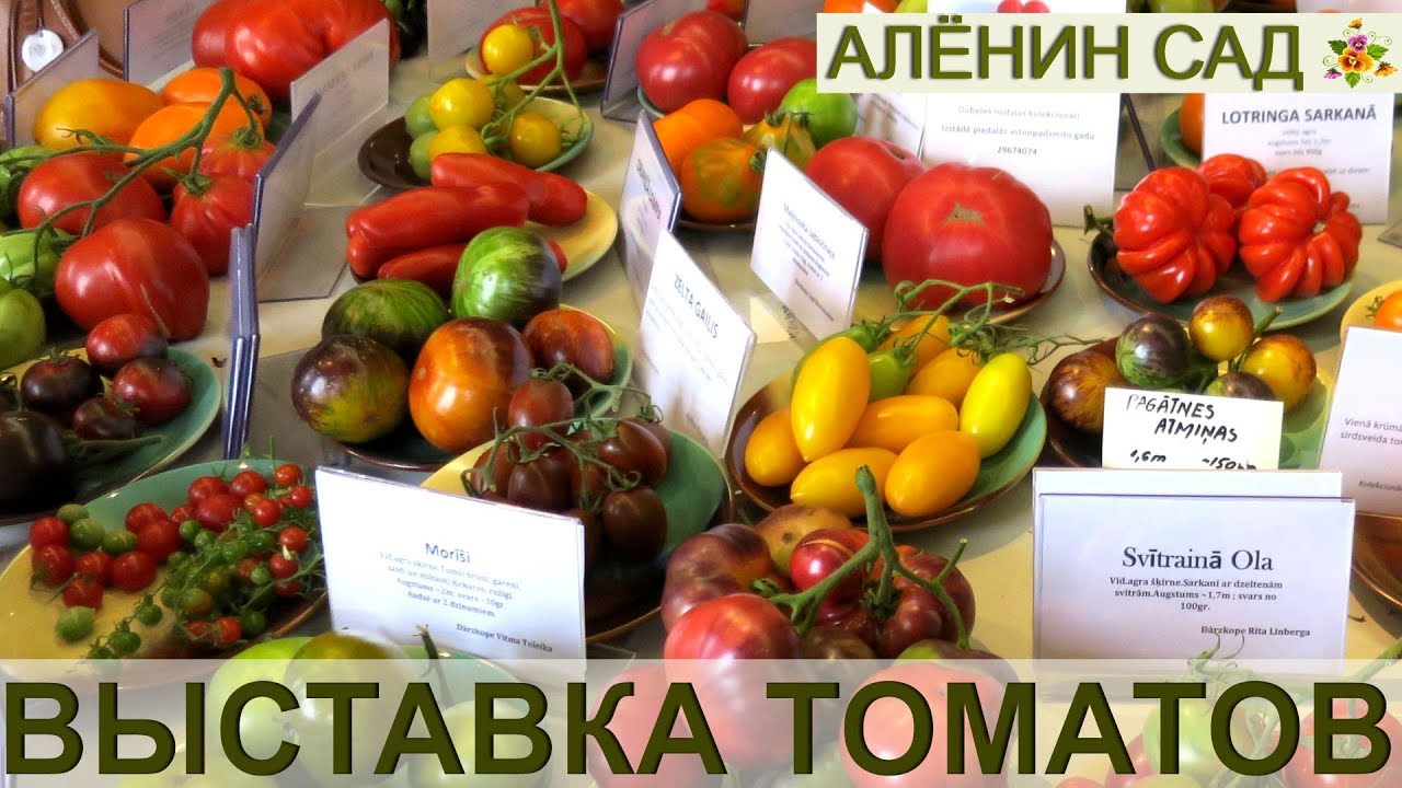 ⁣Выставка томатов - это взрыв мозга!!! / Лучшие сорта томатов от коллекционеров из Латвии