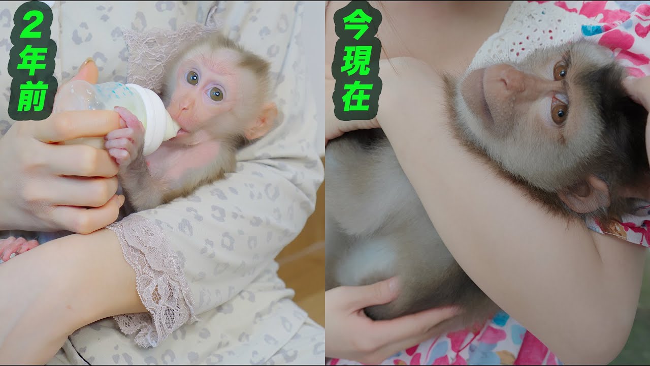 Reunited with rescued baby monkey Kou for the first time in 3
