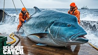 Beauty, Greed, and Cyanide: The Deadly Trade Behind the Napoleon Wrasse | Fishing Documentary