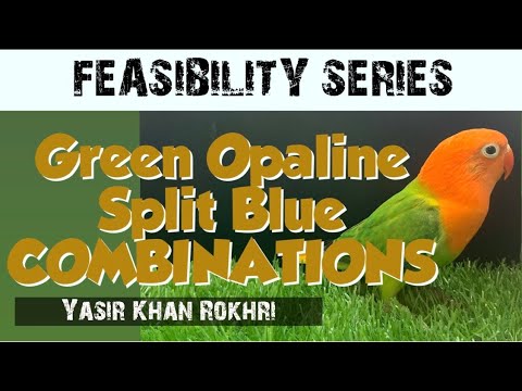 Feasibility Study of Lovebirds Farming & Breeding | Green Opaline Split