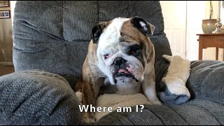 Reuben the Bulldog: Quarantine Moments