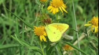 Plantas Nativas para aves y mariposas SOLNATURI