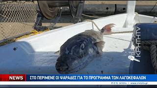 Στο περίμενε οι ψαράδες για το πρόγραμμα των λαγοκέφαλων