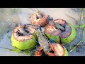 Shrimp fishing by green coconut.ডাঁব দিয়ে চিংড়ি মাছ ধরা