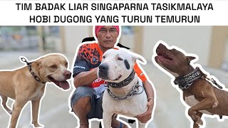 6 EKOR ANJING JANTAN DUGONG TIM BADAK LIAR SINGAPARNA ‼️ ADA ANAK SI JAGAT LEGEND DUGONG ‼️