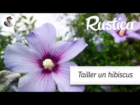 Vidéo: Taille de l'hibiscus : comment tailler une plante d'hibiscus