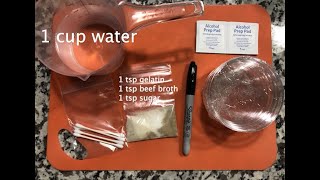 DIY At Home Agar Plates