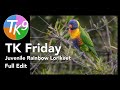 TK FRIDAY  (Juvenile Rainbow Lorikeet) FULL EDIT