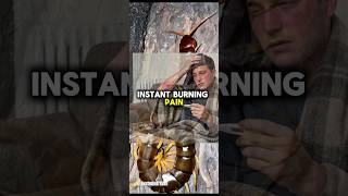 Run If You See This Creature  animalfactschannel