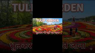 #tulipgarden #tulips #tulipseason #flowerstagram #kashmirreels